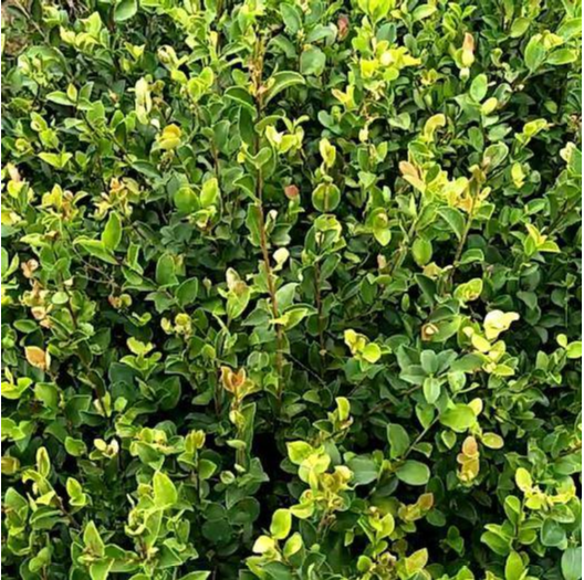 油茶苗价格 安溪县本地小果小号山油茶茶苗