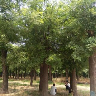 郑州18公分全冠国槐热销价格